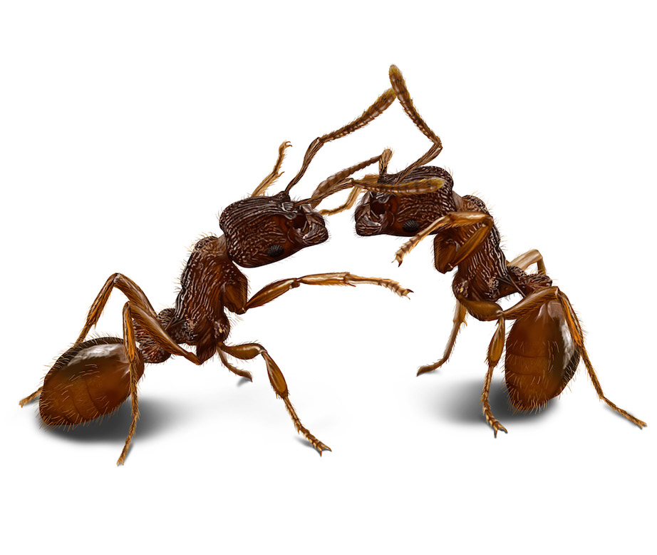 Ants as individuals