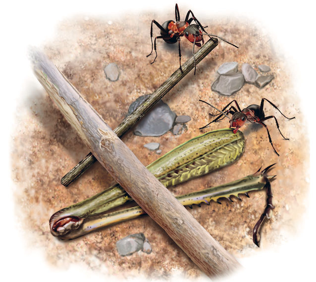Ants-inventors